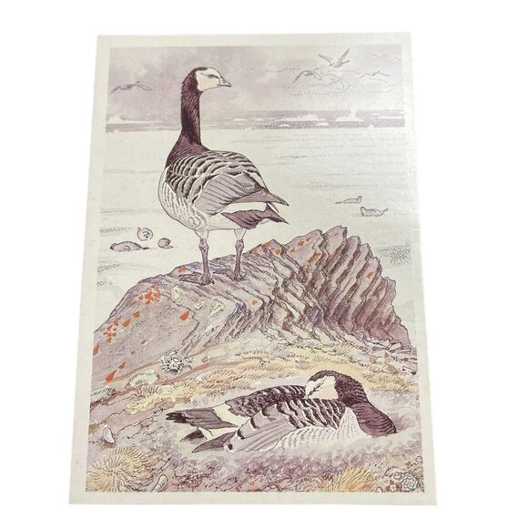 Barnacle Goose Branta Leucopsis Bird 1989 Russia u  A Gribov Vintage Postcard - Picture 1 of 2